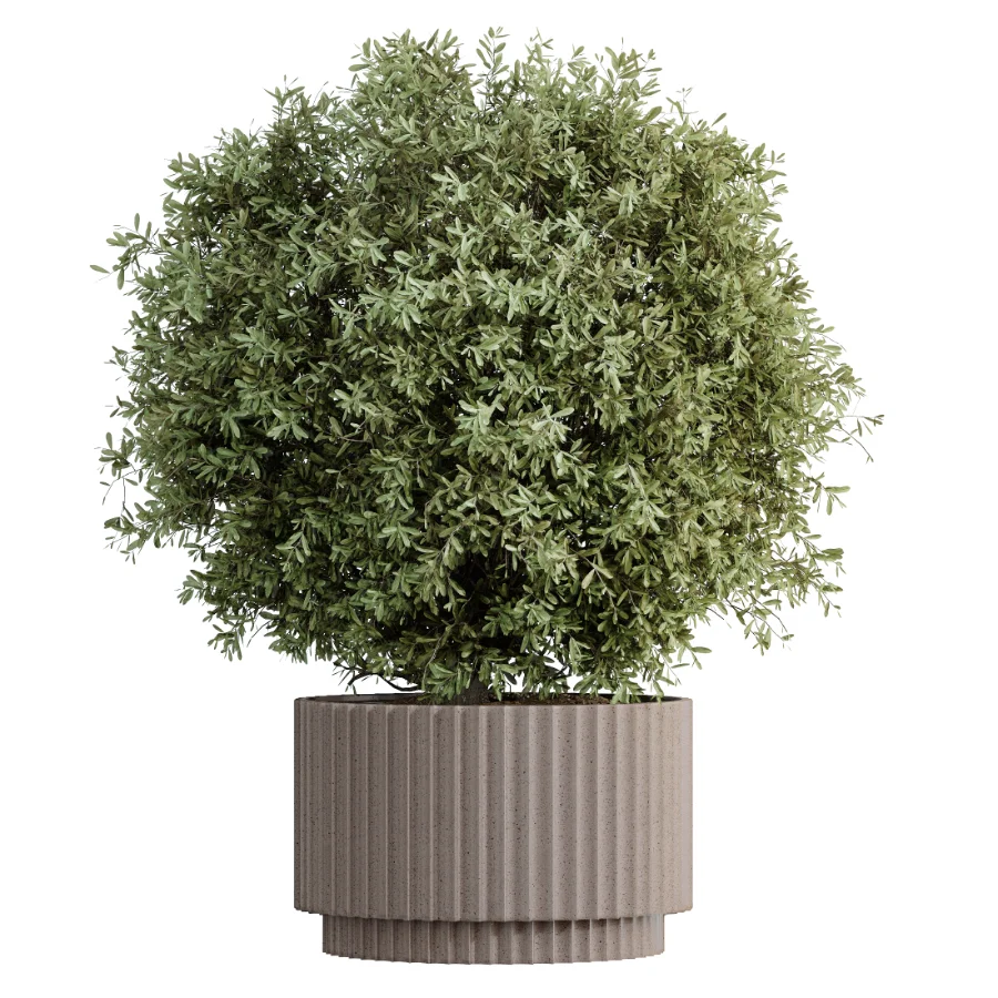 AV Indoor Plants Set 520 Briful Pachira Olive Giant Monstera Ficus Cyathistipula - Image 1