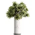 AV Indoor Plants Set 510 Yucca Briful Pachira Banana Olive - Thumbnail 3