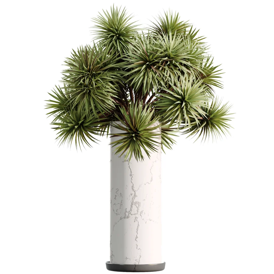AV Indoor Plants Set 510 Yucca Briful Pachira Banana Olive - Image 3