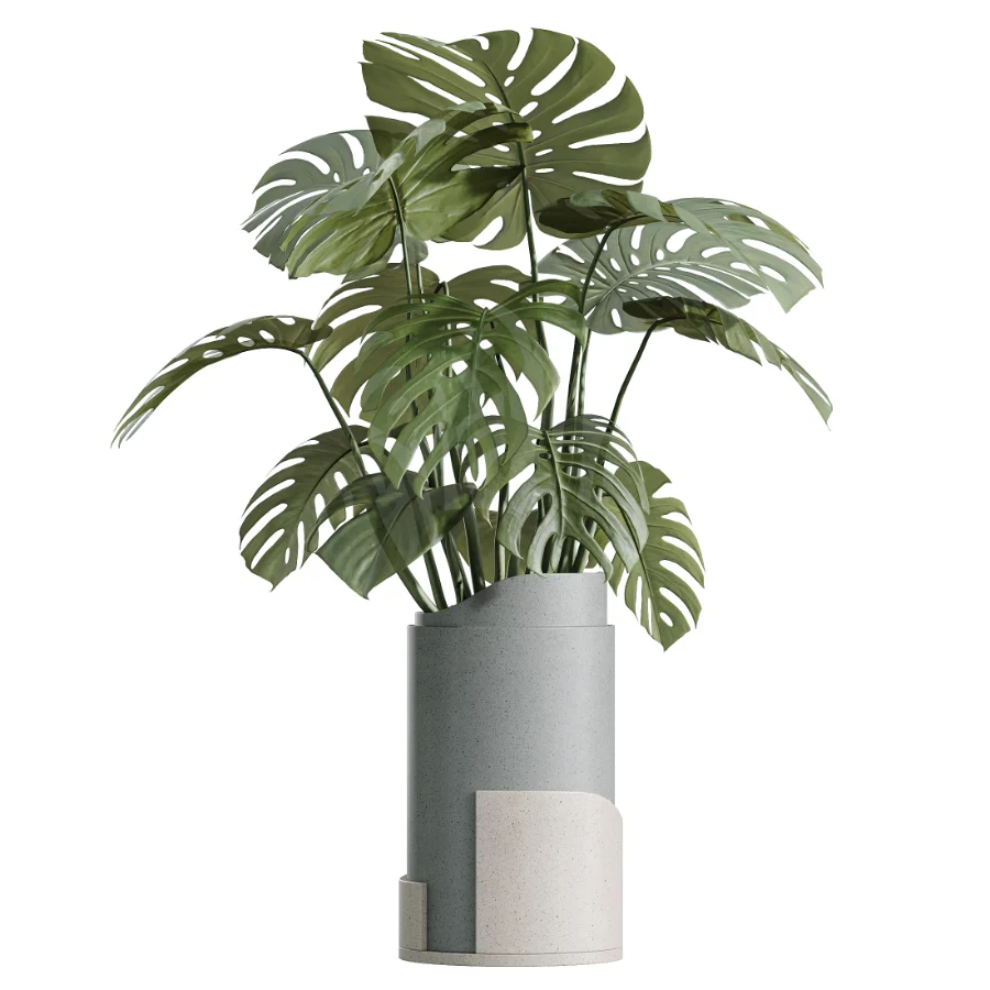 AV Indoor Plants Set 503 Dracaena Warneckii Olive Elegant Monstera Areca Palm - Image 1