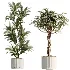 AV Indoor Plants Set 531 Olive Lemon Dragon Sansevieria Schefflera Arboricola - Thumbnail 7