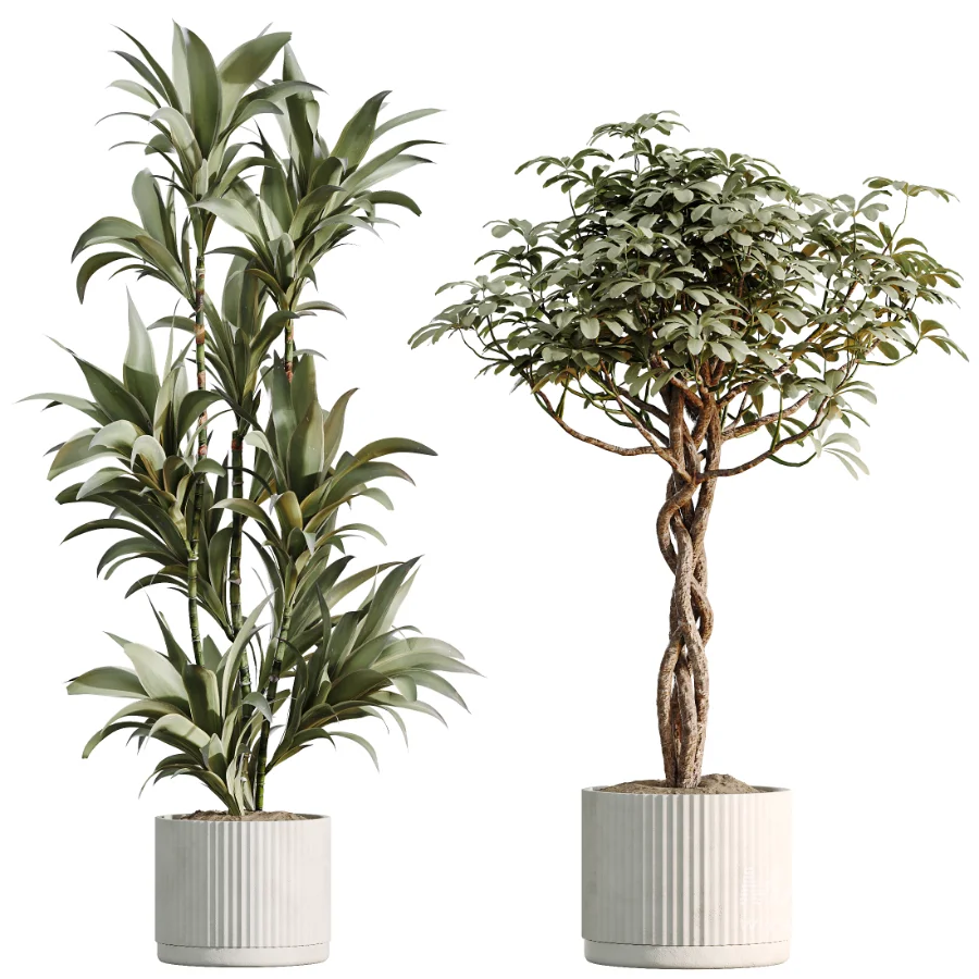 AV Indoor Plants Set 531 Olive Lemon Dragon Sansevieria Schefflera Arboricola - Image 7
