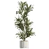 AV Indoor Plants Set 531 Olive Lemon Dragon Sansevieria Schefflera Arboricola - Thumbnail 2