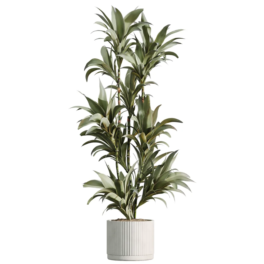AV Indoor Plants Set 531 Olive Lemon Dragon Sansevieria Schefflera Arboricola - Image 2