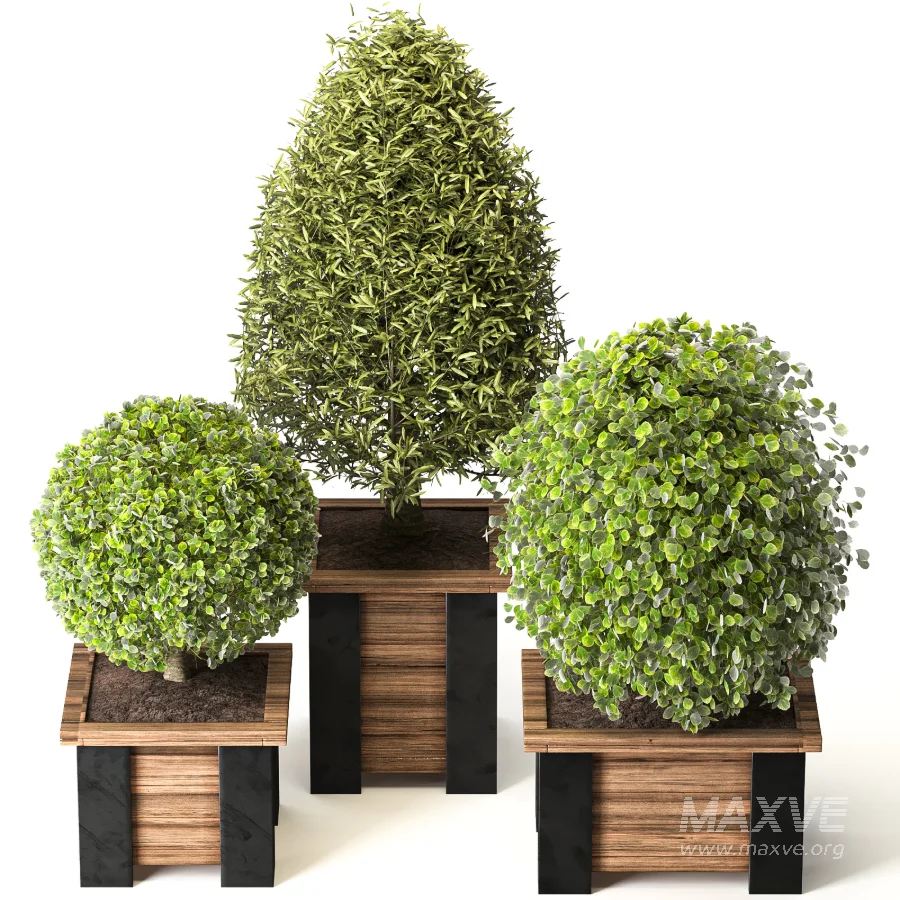 Outdoor Plant 08 - Image 4