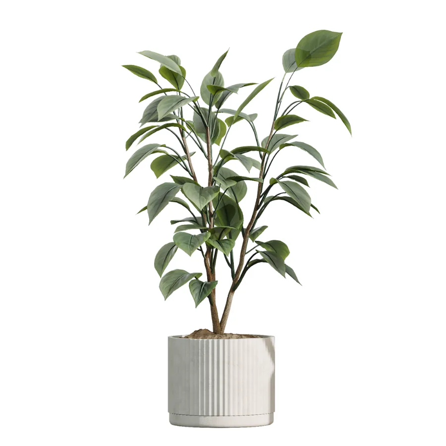 AV Indoor Plants Set 504 Ficus Elastica Olive Ficus lyrata Cactus Euphorbia - Image 3