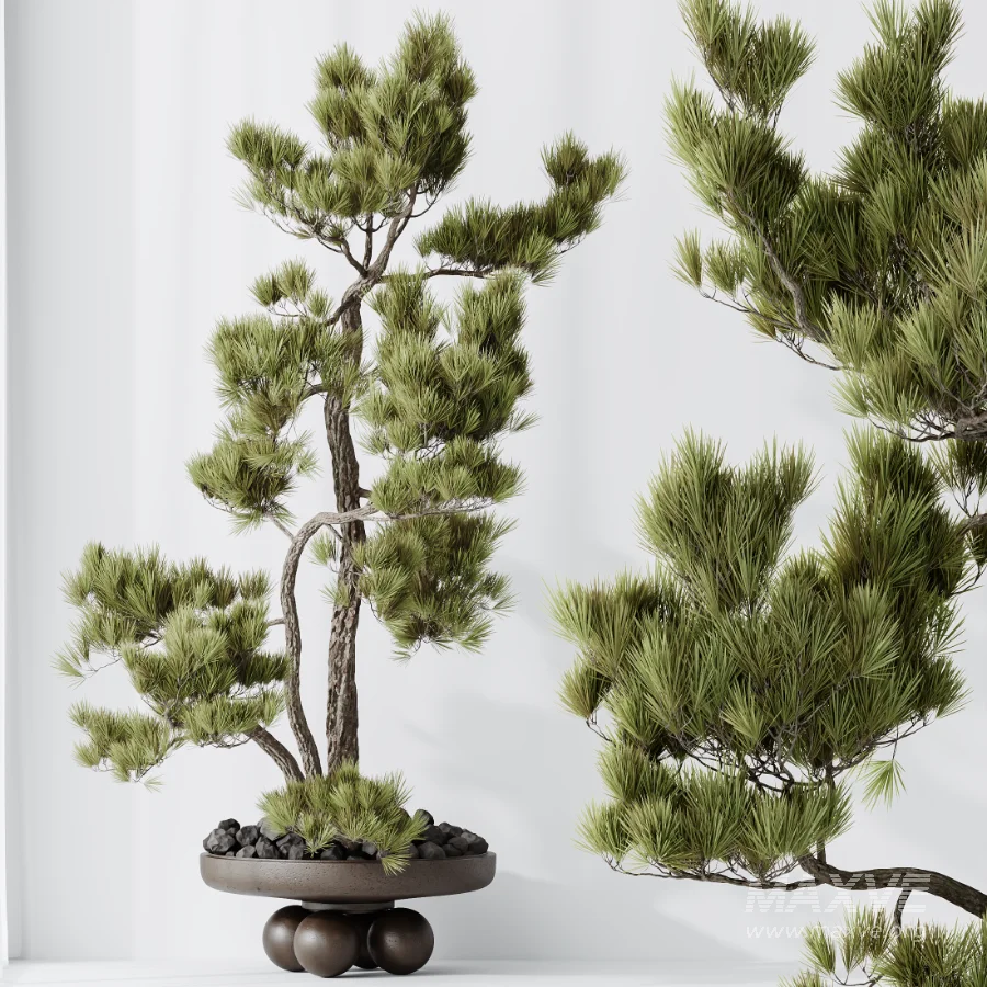 AV Indoor Plants Set 535 Bonsai Pinus Pentaphylla Thunbergii - Image 4