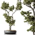 AV Indoor Plants Set 535 Bonsai Pinus Pentaphylla Thunbergii - Thumbnail 1
