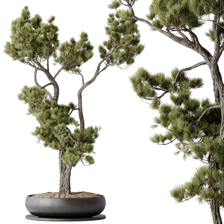 AV Indoor Plants Set 535 Bonsai Pinus Pentaphylla Thunbergii - Image 1
