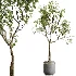 AV Indoor Plants Set 521 Yucca ParadiseBird Ficus Microcarpa Bonsai Marginata - Thumbnail 6