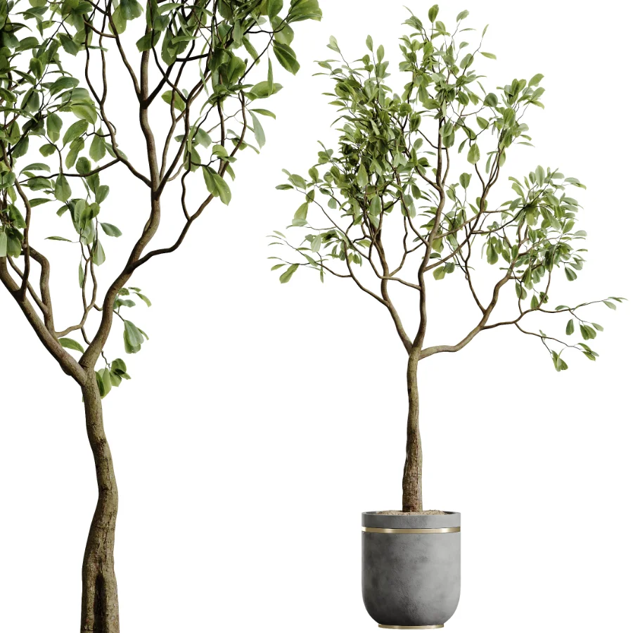AV Indoor Plants Set 521 Yucca ParadiseBird Ficus Microcarpa Bonsai Marginata - Image 6