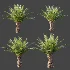 AV Plant Phoenix Canariensis Palm Tree 03 - Thumbnail 7
