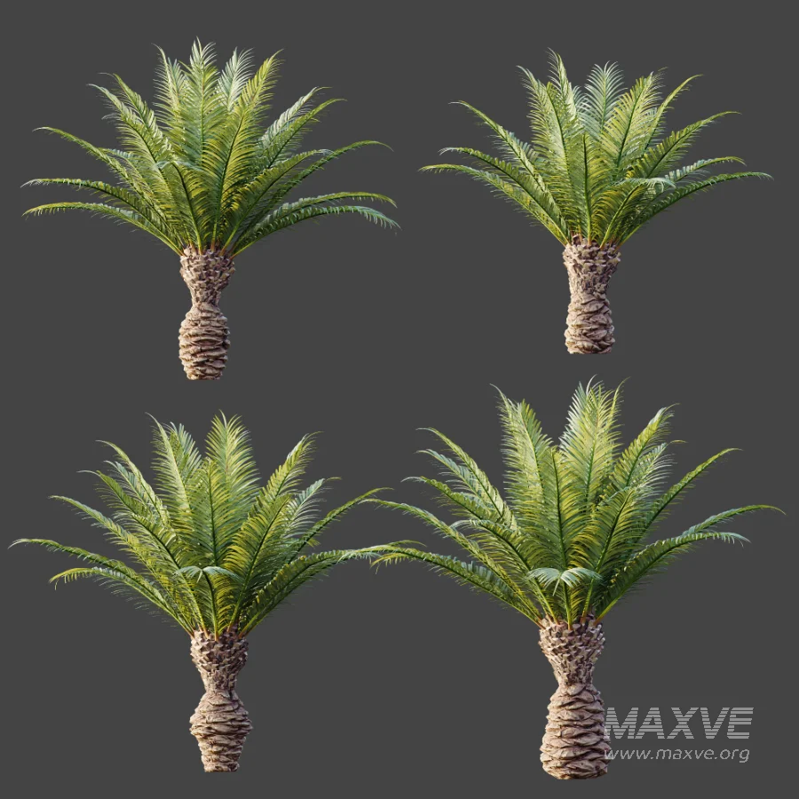 AV Plant Phoenix Canariensis Palm Tree 03 - Image 7