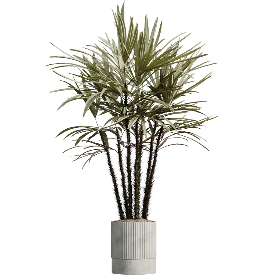 Tree Topolgi AV Indoor Plants Set 543 Olive Peace Lily Rhapis Lady Palm Orange Tree ...