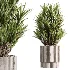 AV Indoor Plants Set 521 Yucca ParadiseBird Ficus Microcarpa Bonsai Marginata - Thumbnail 2