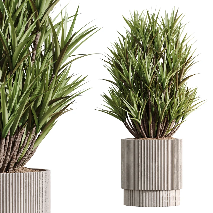 AV Indoor Plants Set 521 Yucca ParadiseBird Ficus Microcarpa Bonsai Marginata - Image 2