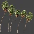 AV Plant Washingtonia Robusta 6 Palm Tree 02 - Thumbnail 5