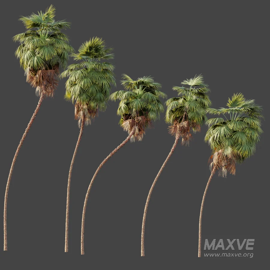 AV Plant Washingtonia Robusta 6 Palm Tree 02 - Image 5