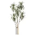 AV Indoor Plants Set 530 Olive Fruit Orange Tree Lemon Lime Calathea Lutea - Thumbnail 3