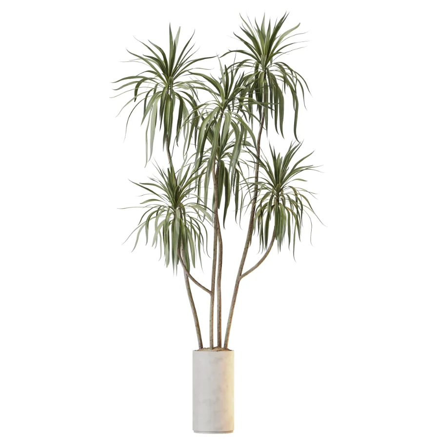 AV Indoor Plants Set 530 Olive Fruit Orange Tree Lemon Lime Calathea Lutea - Image 3