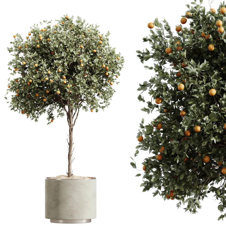 AV Indoor Plants Set 512 Olive Orange Tree Banana Cactus Echinocactus Yucca - Image 1