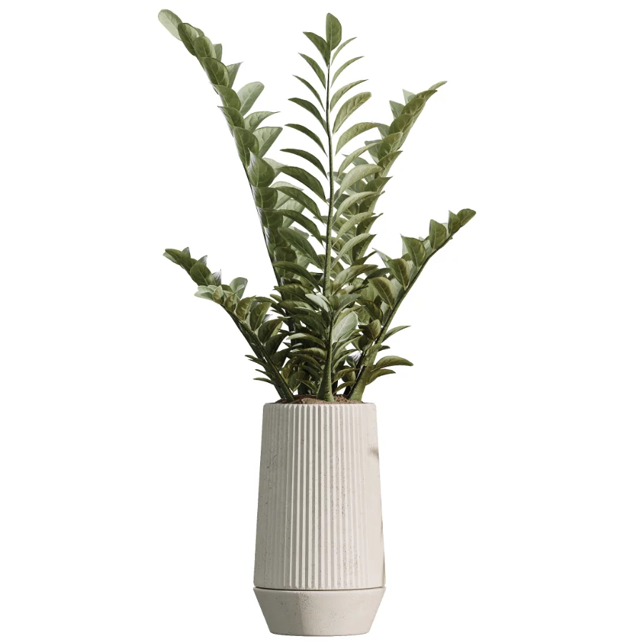 AV Indoor Plants Set514 Olive Banana Yucca Calathea Lutea Zamioculcas Zamiifolia - Image 2