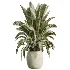 AV Indoor Plants Set 532 Ficus Marginata African Fig Banana Olive Lemon Dragon - Thumbnail 3