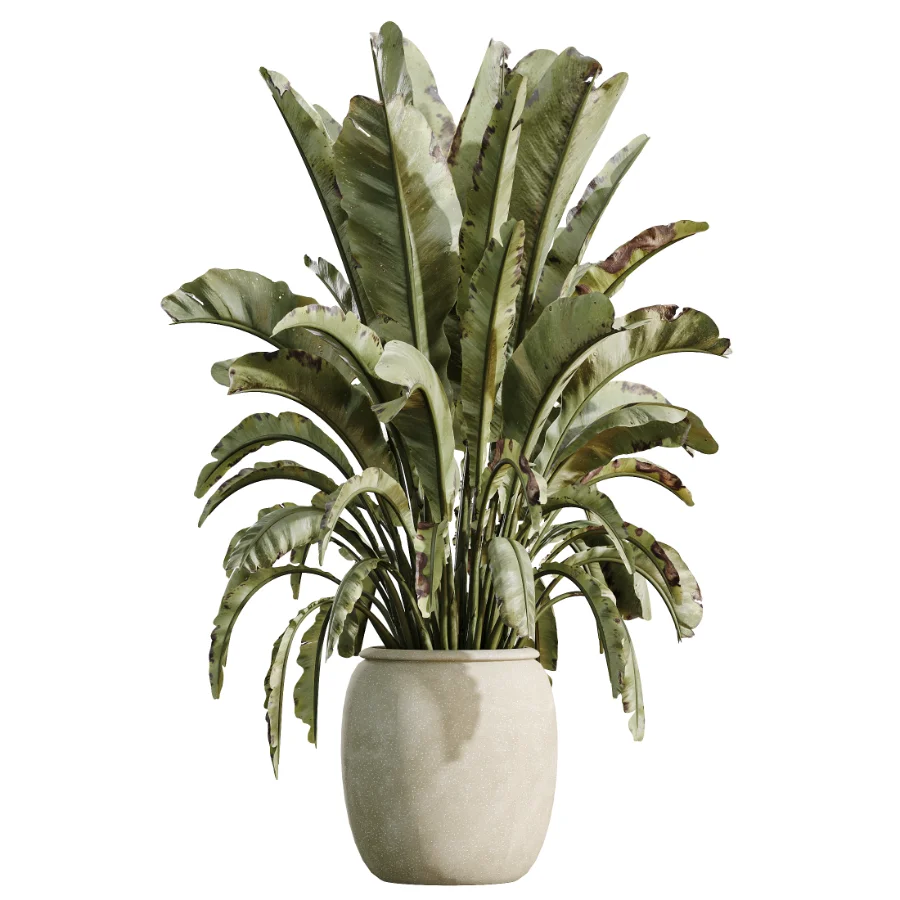 AV Indoor Plants Set 532 Ficus Marginata African Fig Banana Olive Lemon Dragon - Image 3