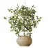 AV Indoor Plants Set 537 Cunjevoi Alocasia Olive Briful Pachira Ficus Marginata - Thumbnail 5