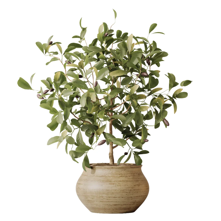 AV Indoor Plants Set 537 Cunjevoi Alocasia Olive Briful Pachira Ficus Marginata - Image 5