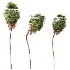 AV Plant Washingtonia Robusta 6 Palm Tree 02 - Thumbnail 2