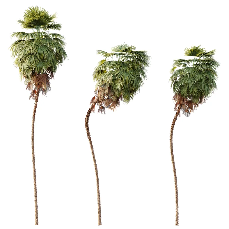 AV Plant Washingtonia Robusta 6 Palm Tree 02 - Image 2