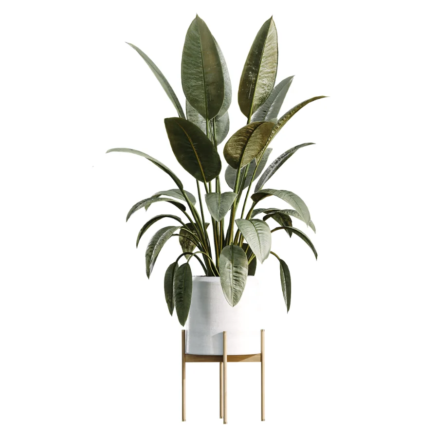 AV Indoor Plants Set 504 Ficus Elastica Olive Ficus lyrata Cactus Euphorbia - Image 2