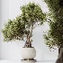 AV Indoor Plants Set 521 Yucca ParadiseBird Ficus Microcarpa Bonsai Marginata - Thumbnail 1