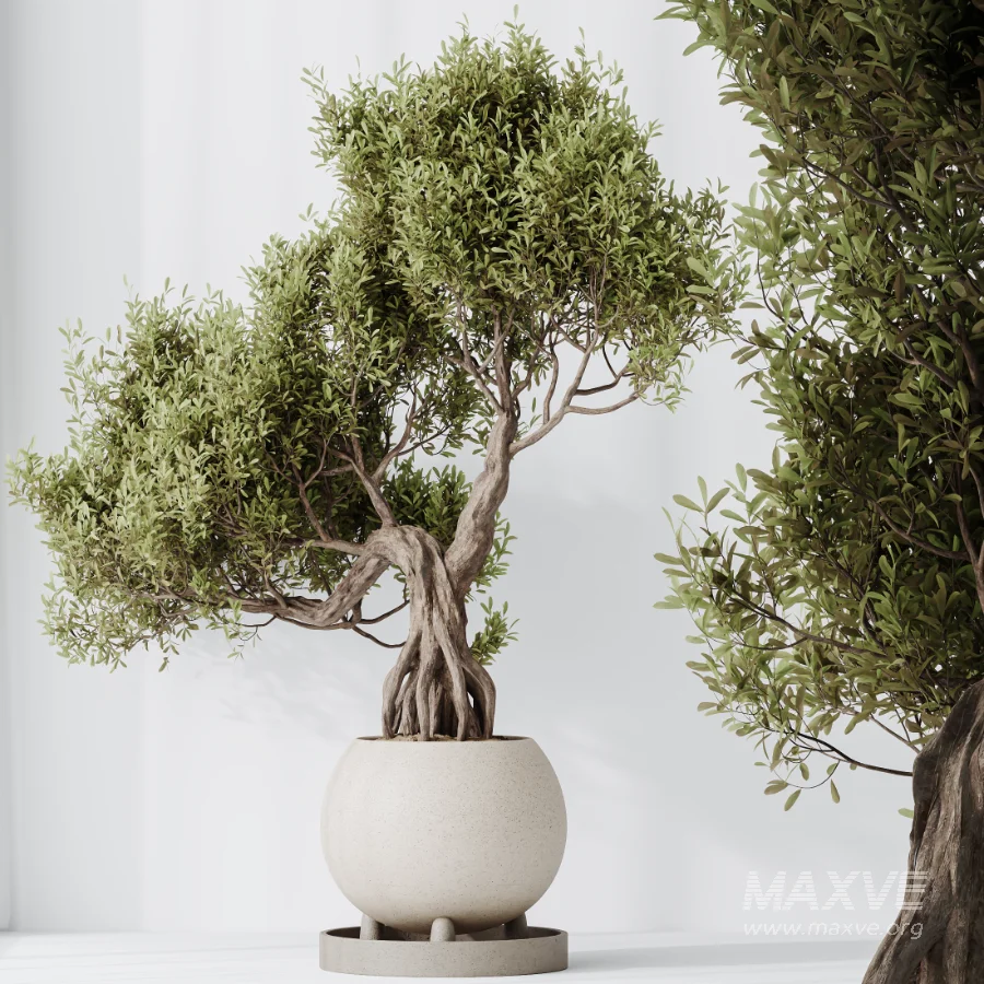 AV Indoor Plants Set 521 Yucca ParadiseBird Ficus Microcarpa Bonsai Marginata - Image 1
