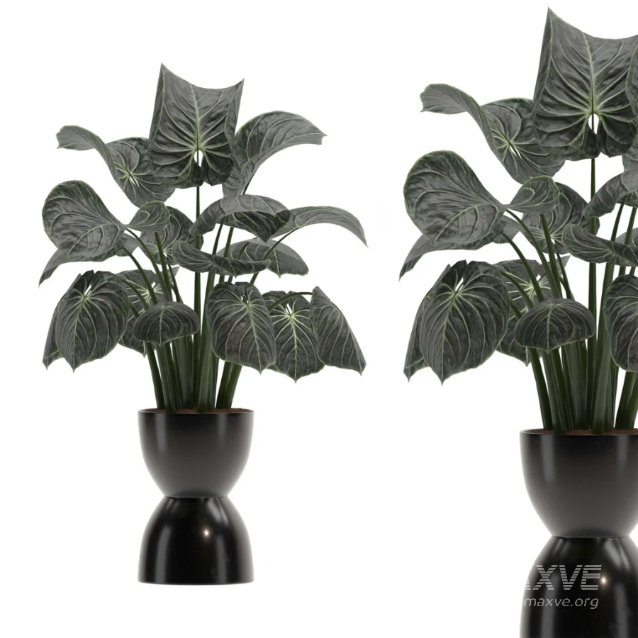 Monstera indoor-Plants-set033 - Image 2