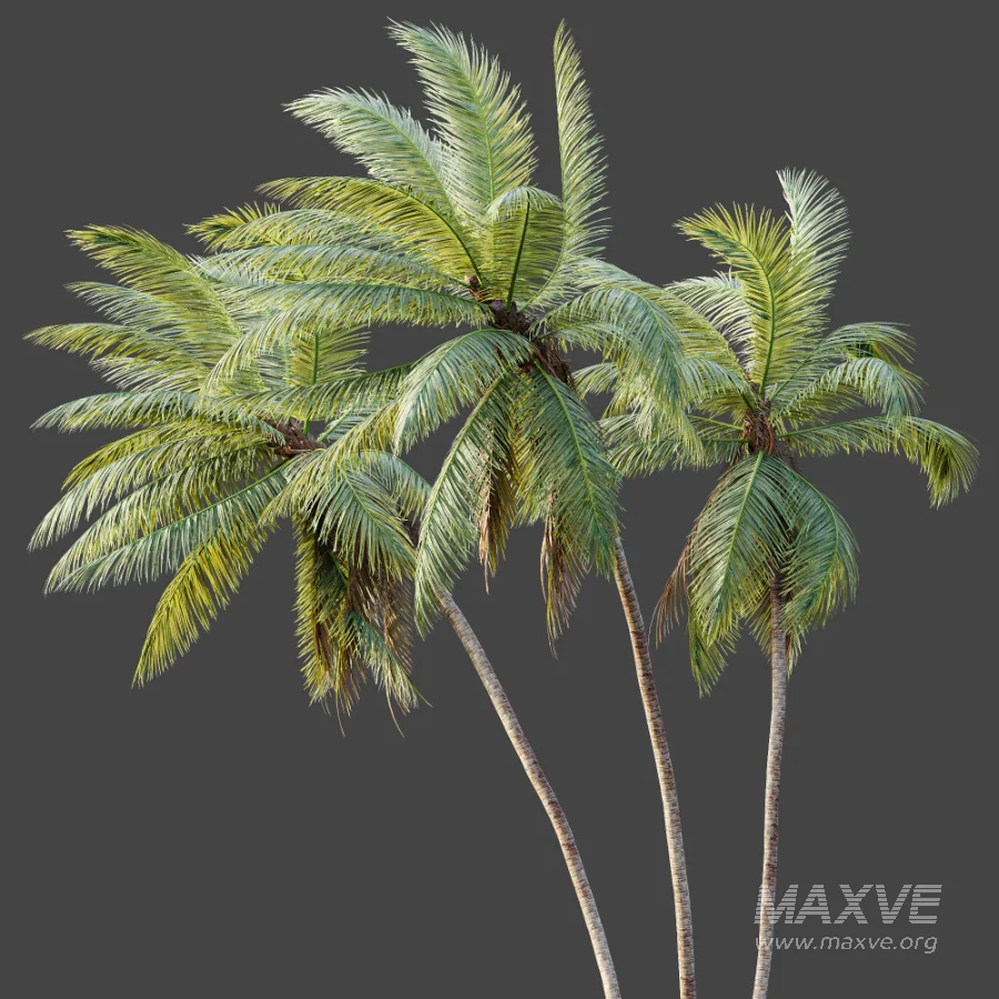 AV Plant Cocos Nucifera Palm Tree 02 - Image 4