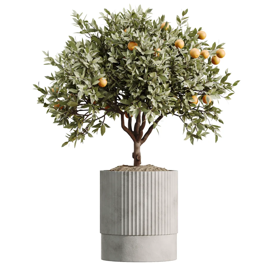 Tree Topolgi AV Indoor Plants Set 543 Olive Peace Lily Rhapis Lady Palm Orange Tree ...