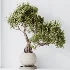 AV Indoor Plants Set 521 Yucca ParadiseBird Ficus Microcarpa Bonsai Marginata - Thumbnail 8