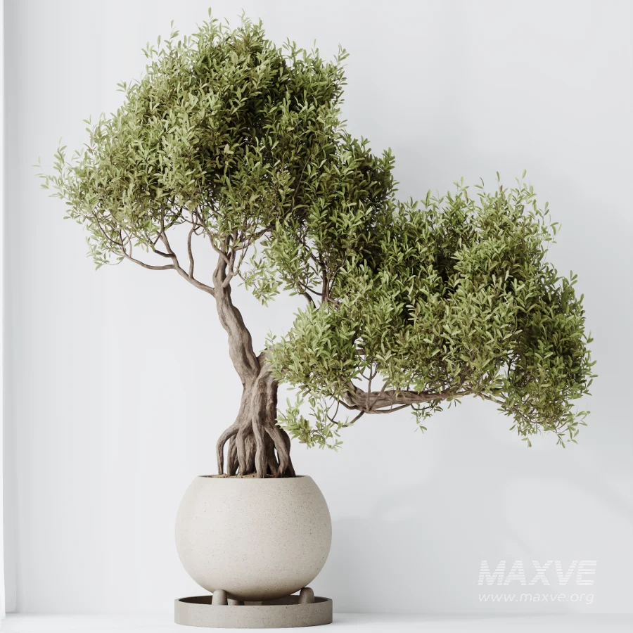AV Indoor Plants Set 521 Yucca ParadiseBird Ficus Microcarpa Bonsai Marginata - Image 8