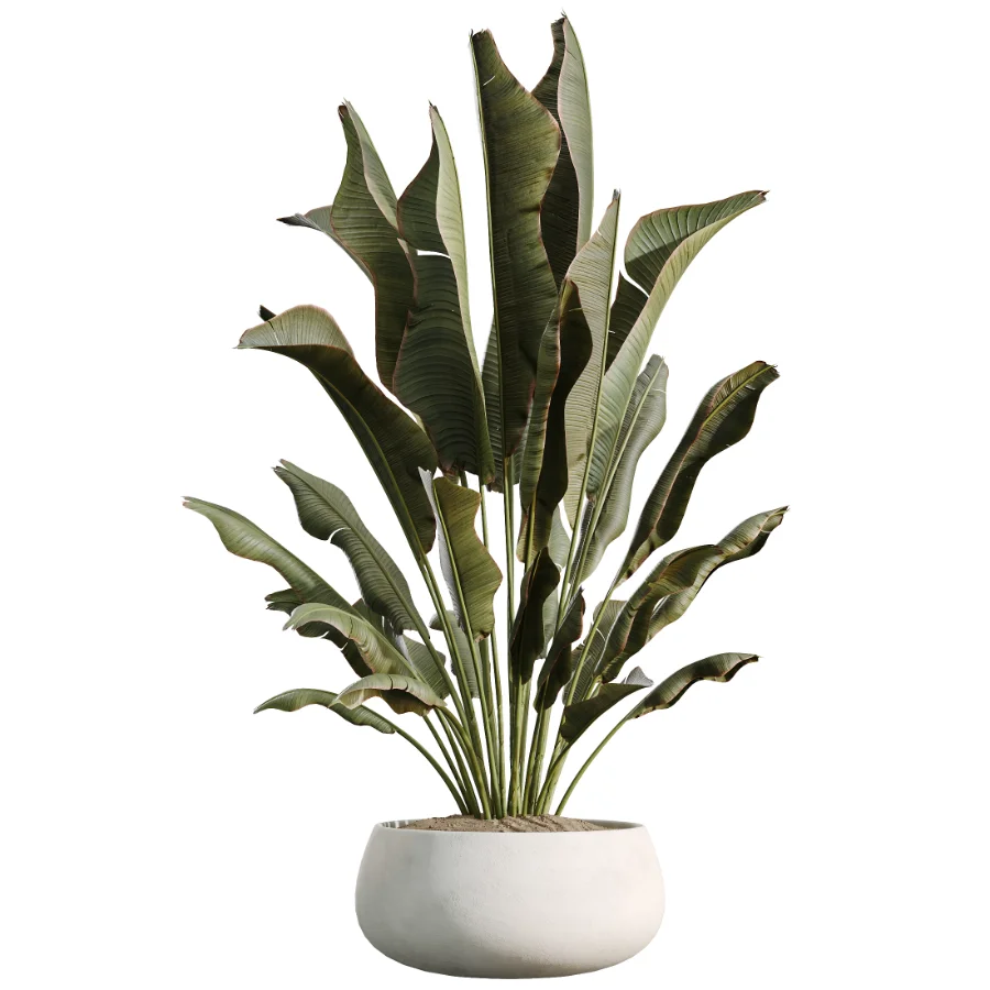 AV Indoor Plants Set 515 Dracaena Warneckii Banana Ficus Microcarpa Bonsai Lemon Tree - Image 2