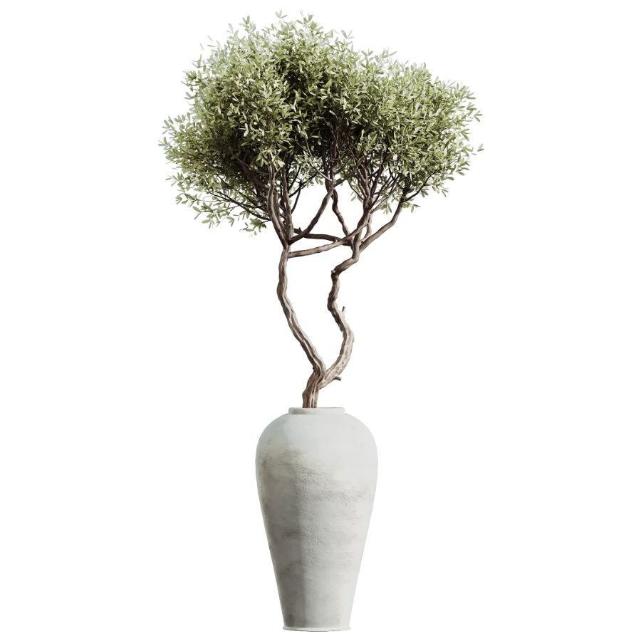 AV Indoor Plants Set 503 Dracaena Warneckii Olive Elegant Monstera Areca Palm - Image 3
