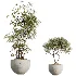 AV Indoor Plants Set 537 Cunjevoi Alocasia Olive Briful Pachira Ficus Marginata - Thumbnail 6