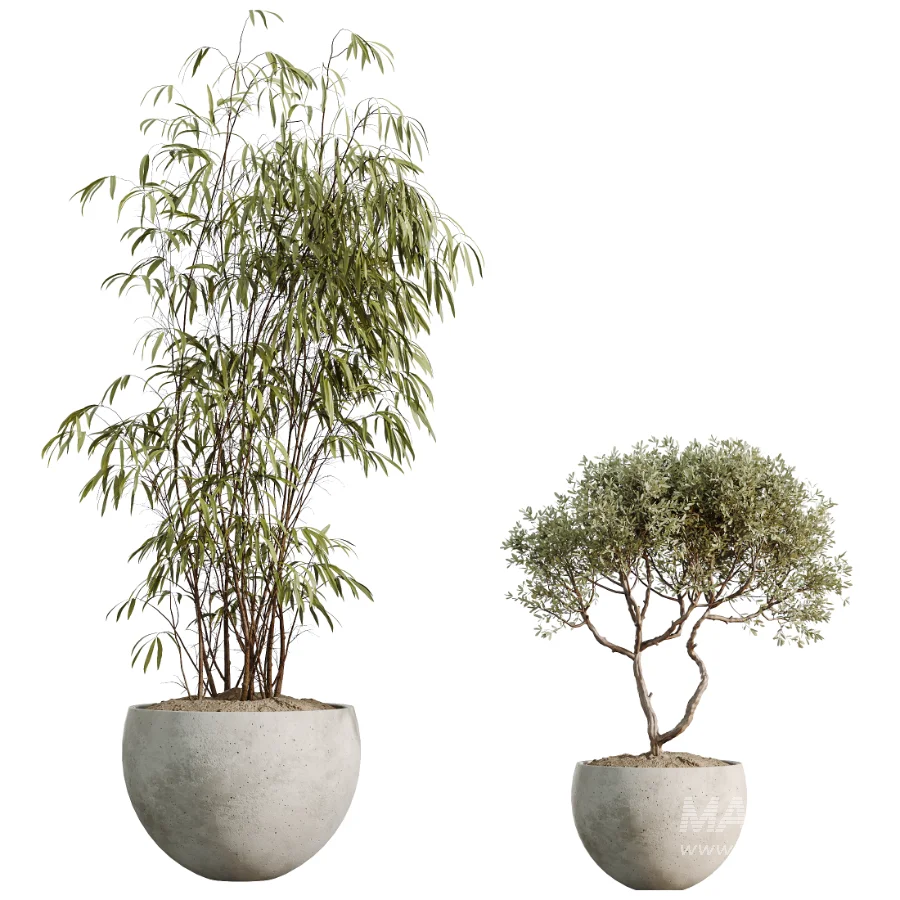 AV Indoor Plants Set 537 Cunjevoi Alocasia Olive Briful Pachira Ficus Marginata - Image 6