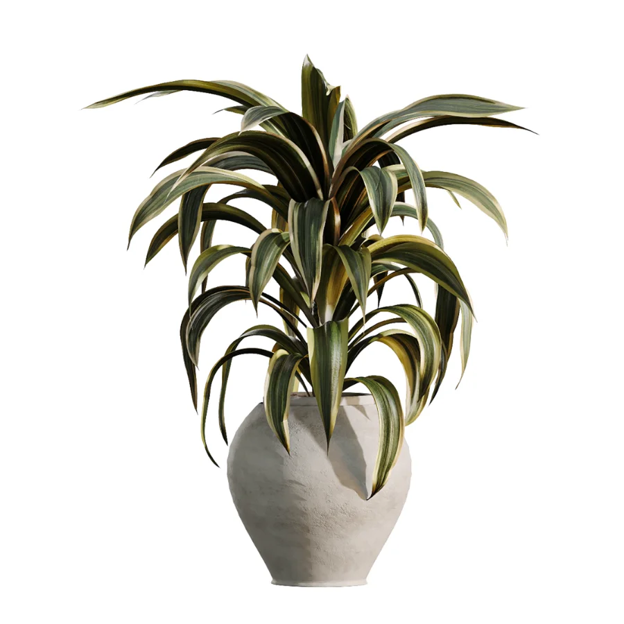 AV Indoor Plants Set 503 Dracaena Warneckii Olive Elegant Monstera Areca Palm - Image 4