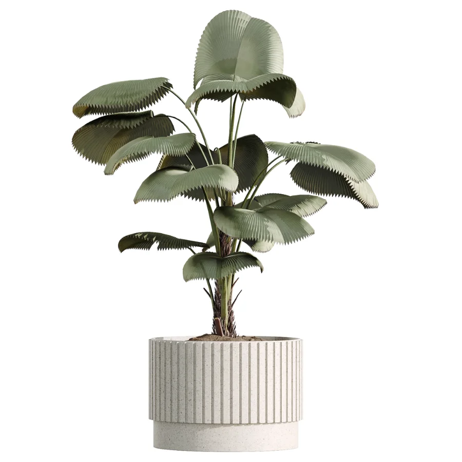 AV Indoor Plants Set 516 Licuala Palm Ficus Marginata Yucca and Olive Ficus - Image 3