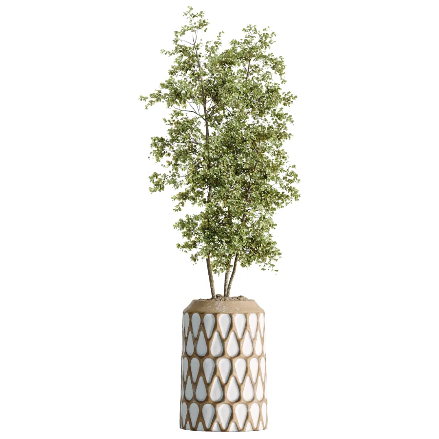 AV Indoor Plants Set 509 Licuala Palm Olive Ficus Binnendijkii Drupifera Areca Palm - Image 2