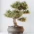 AV Indoor Plants Set 534 ParadiseBird Areca Palm Olive Ficus Dracaena Marginata - Thumbnail 9