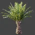 AV Plant Phoenix Canariensis Palm Tree 03 - Thumbnail 6
