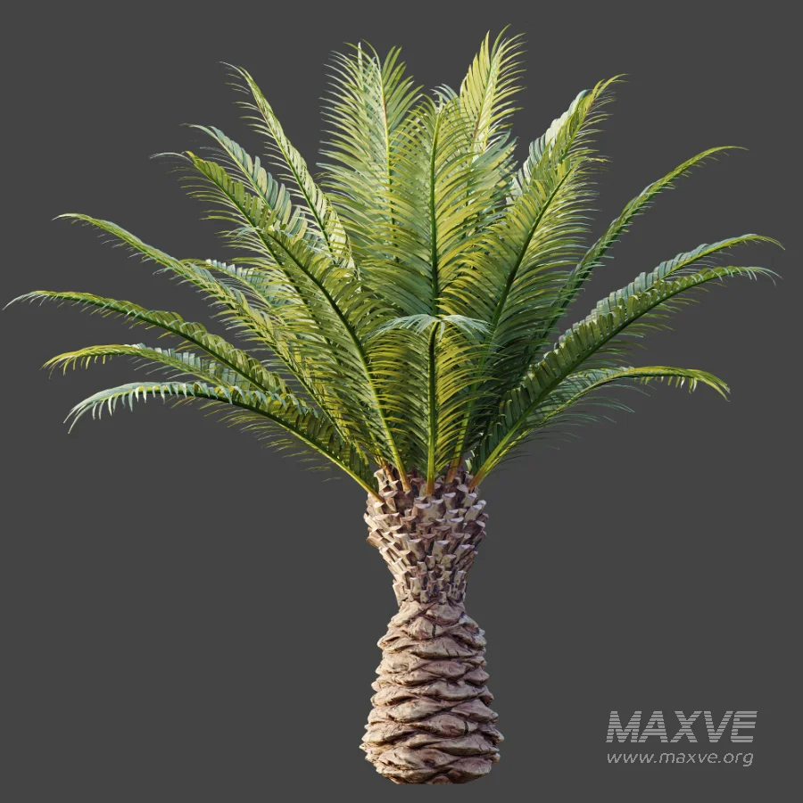 AV Plant Phoenix Canariensis Palm Tree 03 - Image 6